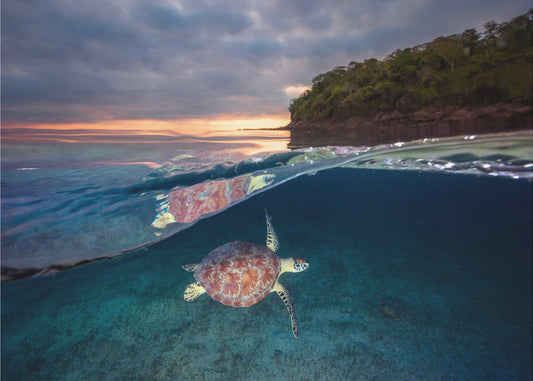 Grüne Schildkröte mit Sonnenuntergang | Leinwand