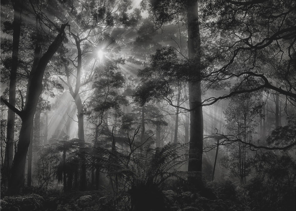 Primärwald | Tapete