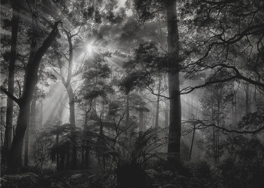 Primärwald | Tapete