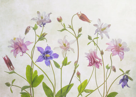 Columbine | Leinwand