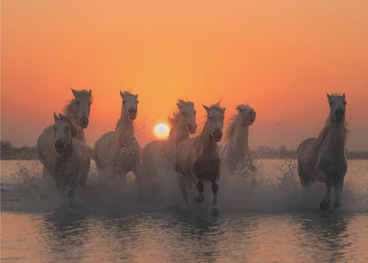 Sonnenuntergang in der Camargue | Leinwand