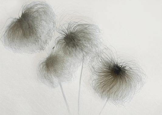 Clematis | Leinwand