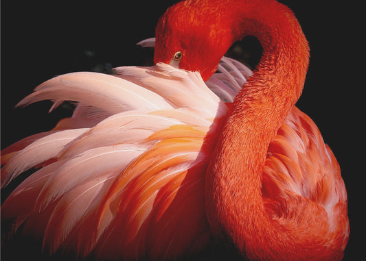 Flamingo | Leinwand