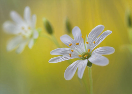 Stitchwort | Poster