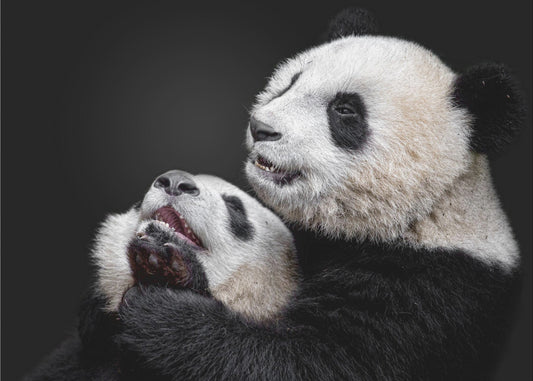 Pandas | Poster
