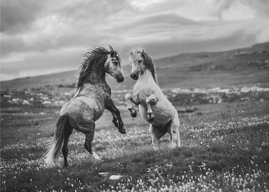 Wild und frei | Hintergrundbild