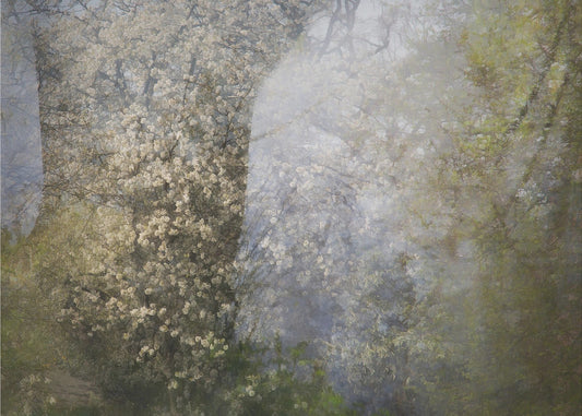 Blossom | Poster