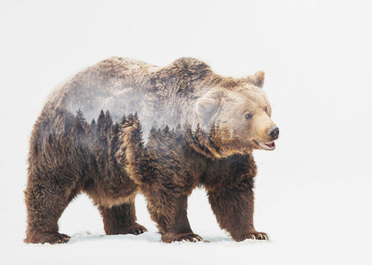 Bär | Tapete