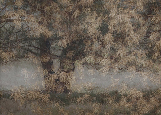 Pine tree | Poster
