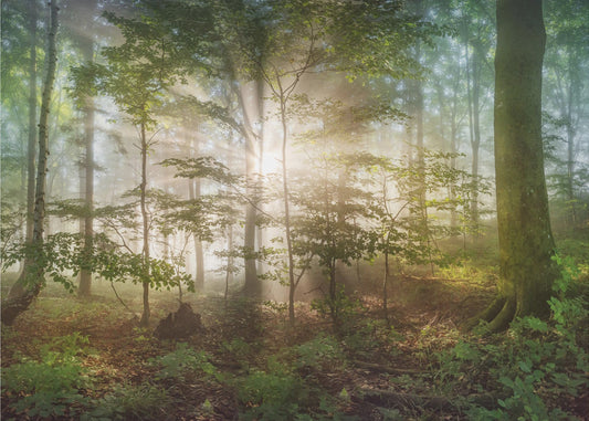 Morgensonne | Poster