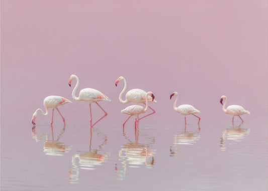 Flamingos | Poster