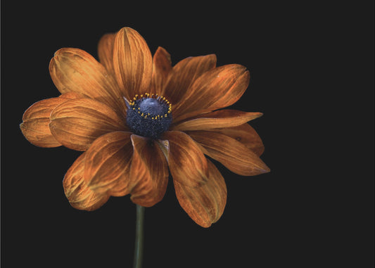 Rudbeckia | Leinwand