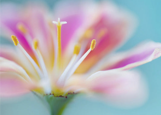 Lewisia | Poster