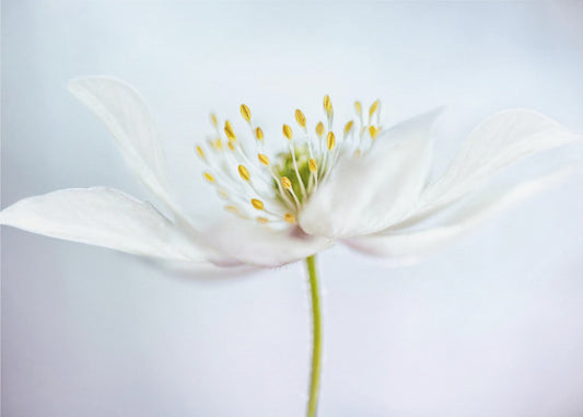 nemorosa | Leinwand