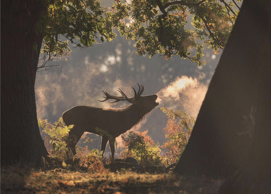 He Waits in the Shadows | Canvas