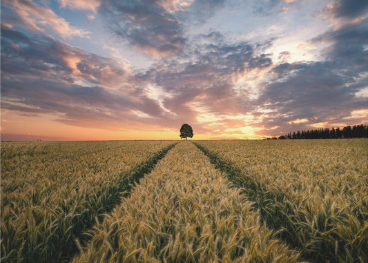 Feld der Träume | Tapete