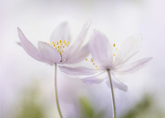 ~Nemorosa~ | Leinwand