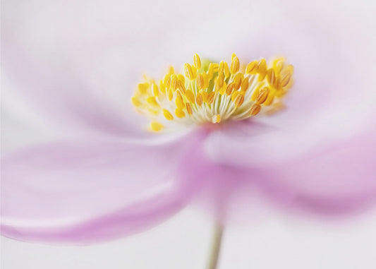 *Anemone* | Leinwand