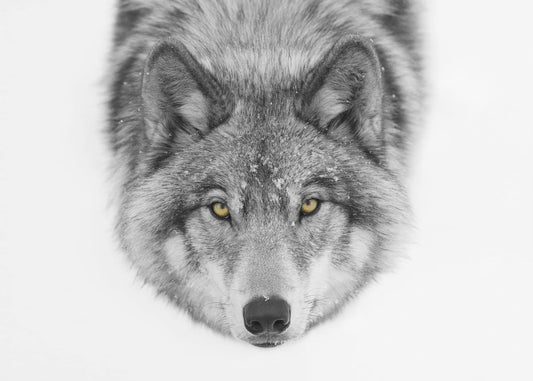 Gelbe Augen - Timberwolf | Leinwand