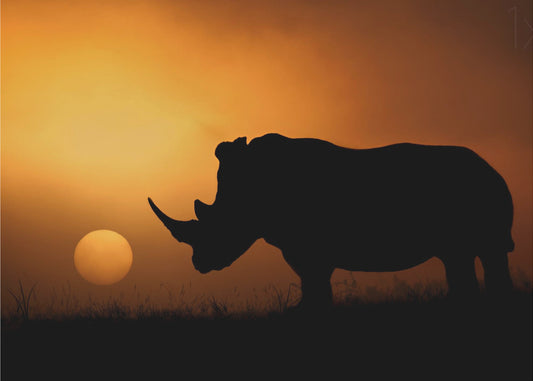 Nashorn Sonnenaufgang | Leinwand