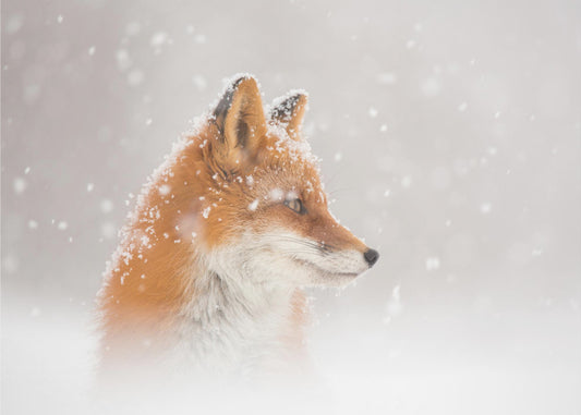 Snow is falling… | Canvas
