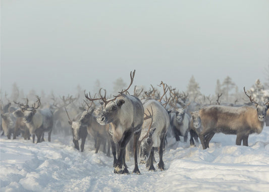 Reindeers | Canvas