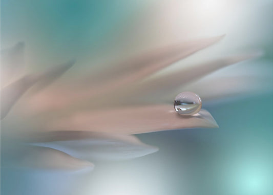 Weiße Symphonie.. | Hintergrundbild