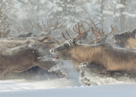 Reindeers III | Canvas