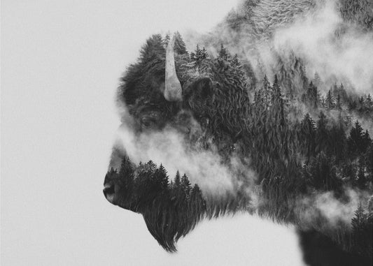 Bison | Tapete