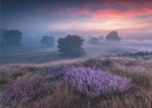 „Die Farben der Heide“ | Hintergrundbild