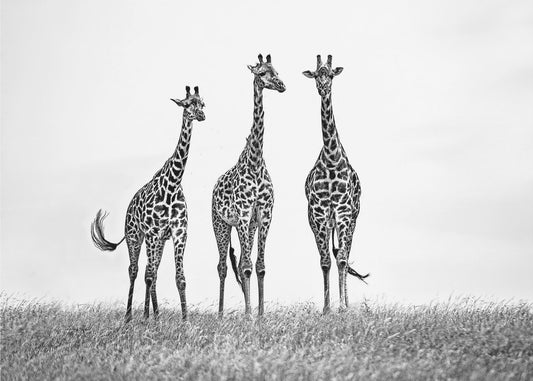 Giraffen in der Mara-Ebene | Hintergrundbild