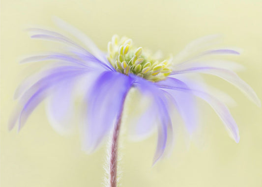 Anemone Blanda | Leinwand