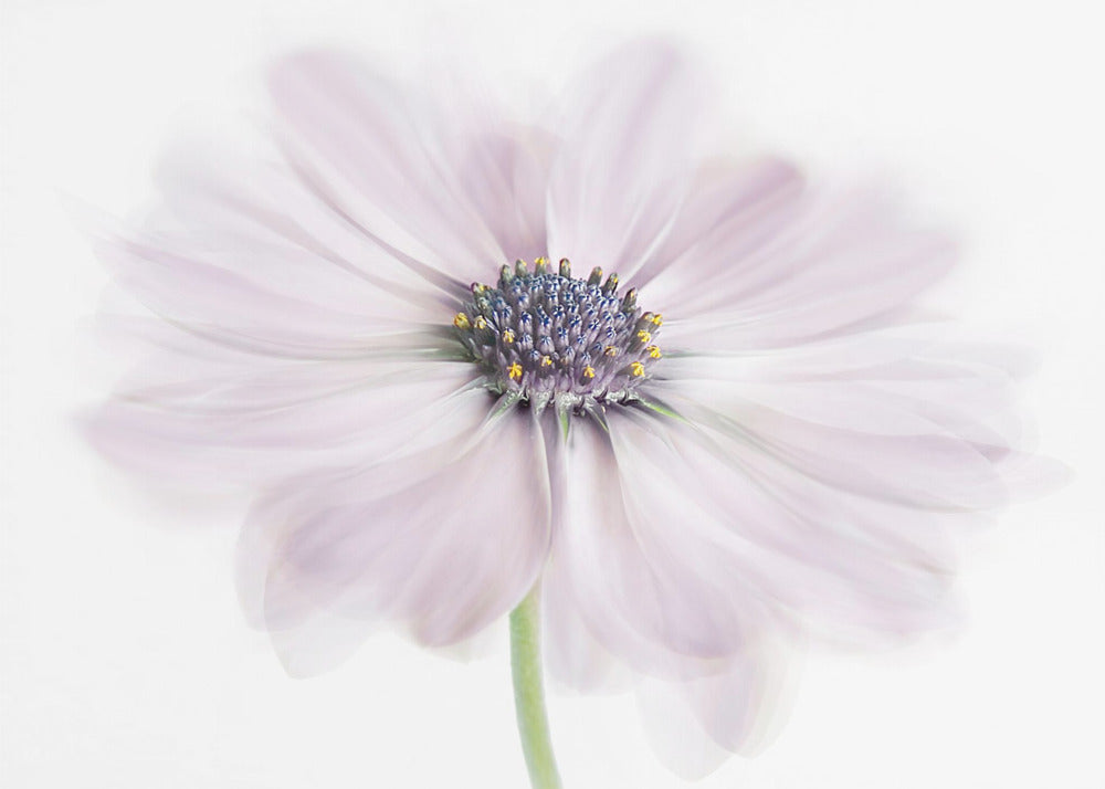 Cape Daisy | Leinwand