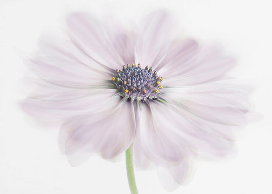 Cape Daisy | Leinwand