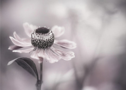 Helenium | Leinwand