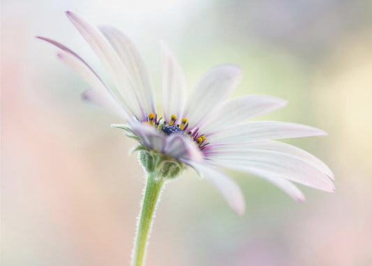 Cape Daisy | Leinwand