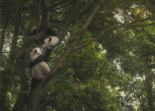 Panda | Leinwand