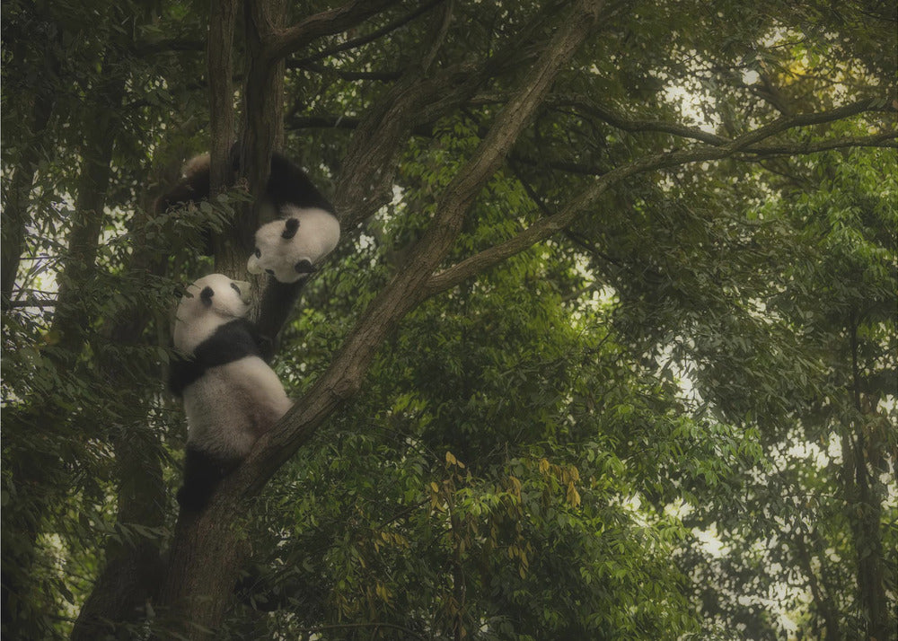 Panda | Tapete