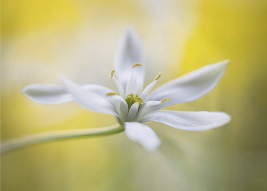 Ornithogalum | Leinwand