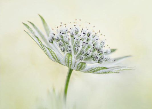 ~Astrantia~ | Leinwand
