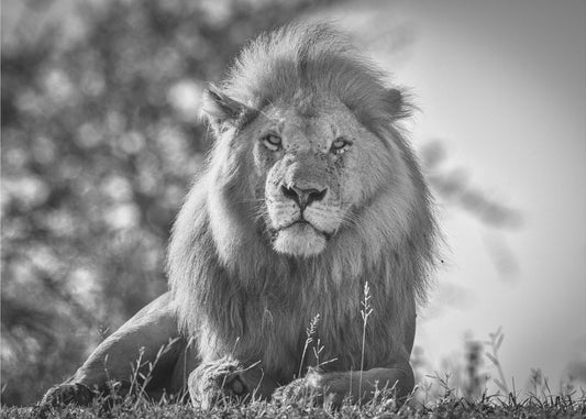 Monochromatischer König der Löwen | Tapete