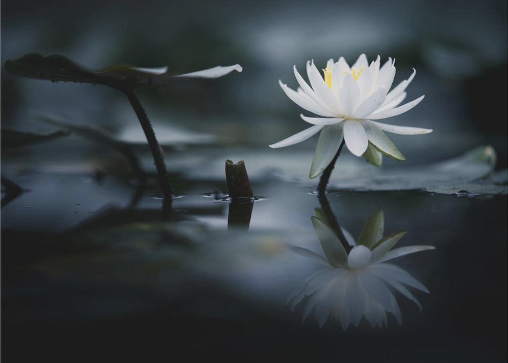 Reflexion | Tapete