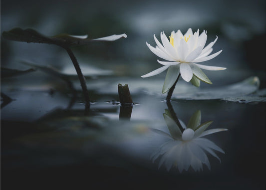Reflexion | Tapete