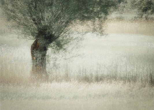 Willow | Poster