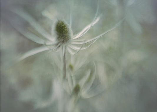 Teasel | Poster
