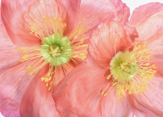 Papaver | Leinwand