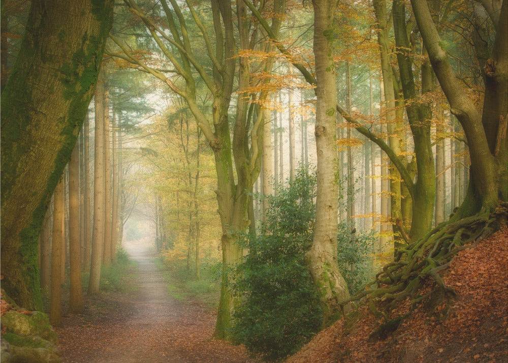 Nebel folgen | Poster