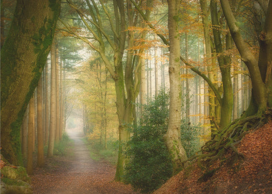 Nebel folgen | Poster
