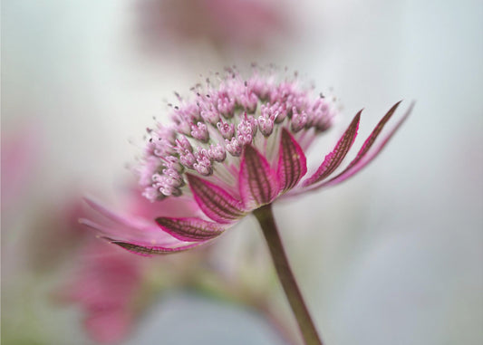 Astrantia | Leinwand