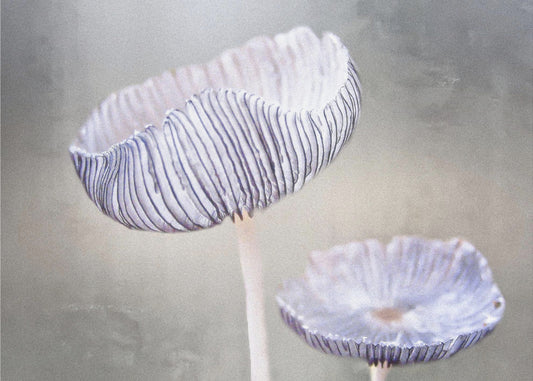 mushroom | Poster